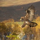 Golden Eagle