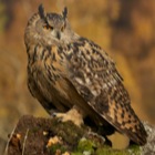 Eagle Owl