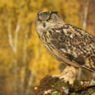 Eagle Owl