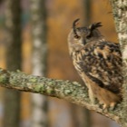 Eagle Owl