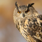 Eagle Owl