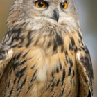 Eagle Owl