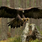 Golden Eagle