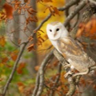 Barn Owl