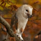 Barn Owl