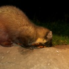 Pine Marten