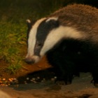 Badger