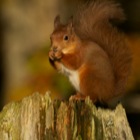 Red Squirrel