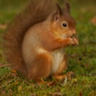 Red Squirrel