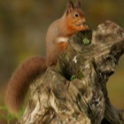 Red Squirrel