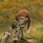 Red Squirrel