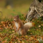 Red Squirrel