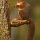 Red Squirrel