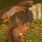 Red Squirrel