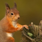 Red Squirrel