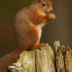 Red Squirrel