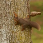 Red Squirrel