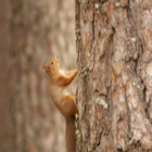 Red Squirrel