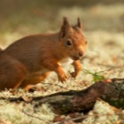 Red Squirrel