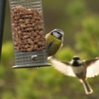 Blue tit