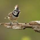 Crested Tit