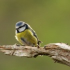 Blue Tit