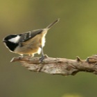 Black Tit