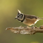 Crested Tit