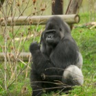 Gorilla