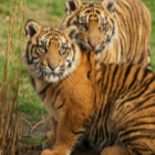 Sumatran tiger cubs