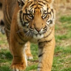 Sumatran tiger cub