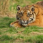 Sumatran tiger cub