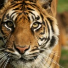 Sumatran tiger cub