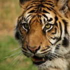 Sumatran tiger cub