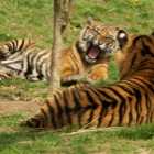 Sumatran tiger cubs