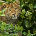 Amur leopard