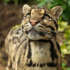 Clouded leopard