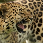 Amur leopard