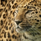 Amur leopard