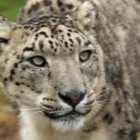 Snow leopard