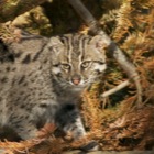 Fishing cat