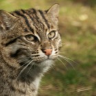 Fishing cat