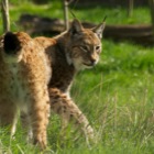 Eurasian lynx