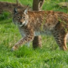 Eurasian lynx