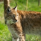 Eurasian lynx