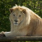 White African lion