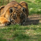 Sumatran tiger cub