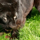 Black leopard