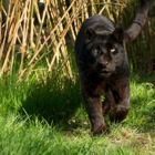 Black leopard