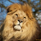 African lion